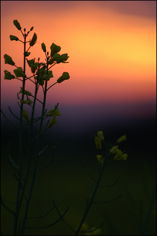 Sonnenaufgang bei Bassen