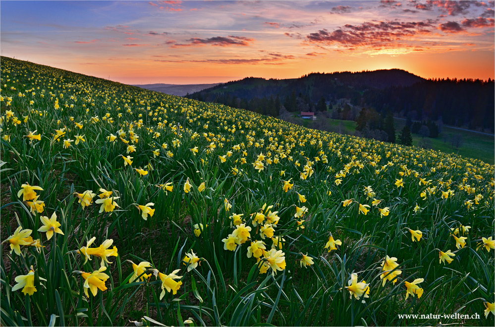 Sonnenaufgang bei den Aprilglockenfeldern