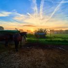 Sonnenaufgang bei den Pferdchen 