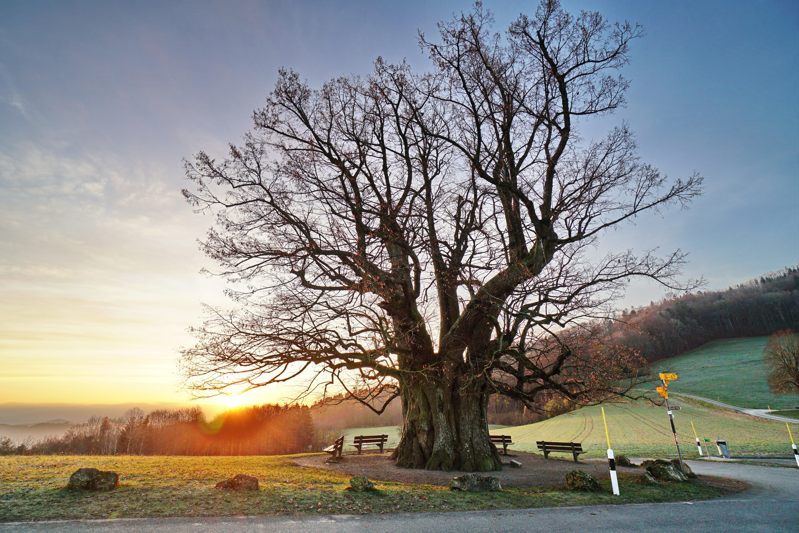 Sonnenaufgang bei der alten Linde