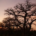 Sonnenaufgang bei Kubu Island Botswana