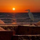 Sonnenaufgang bei Marsa Alam