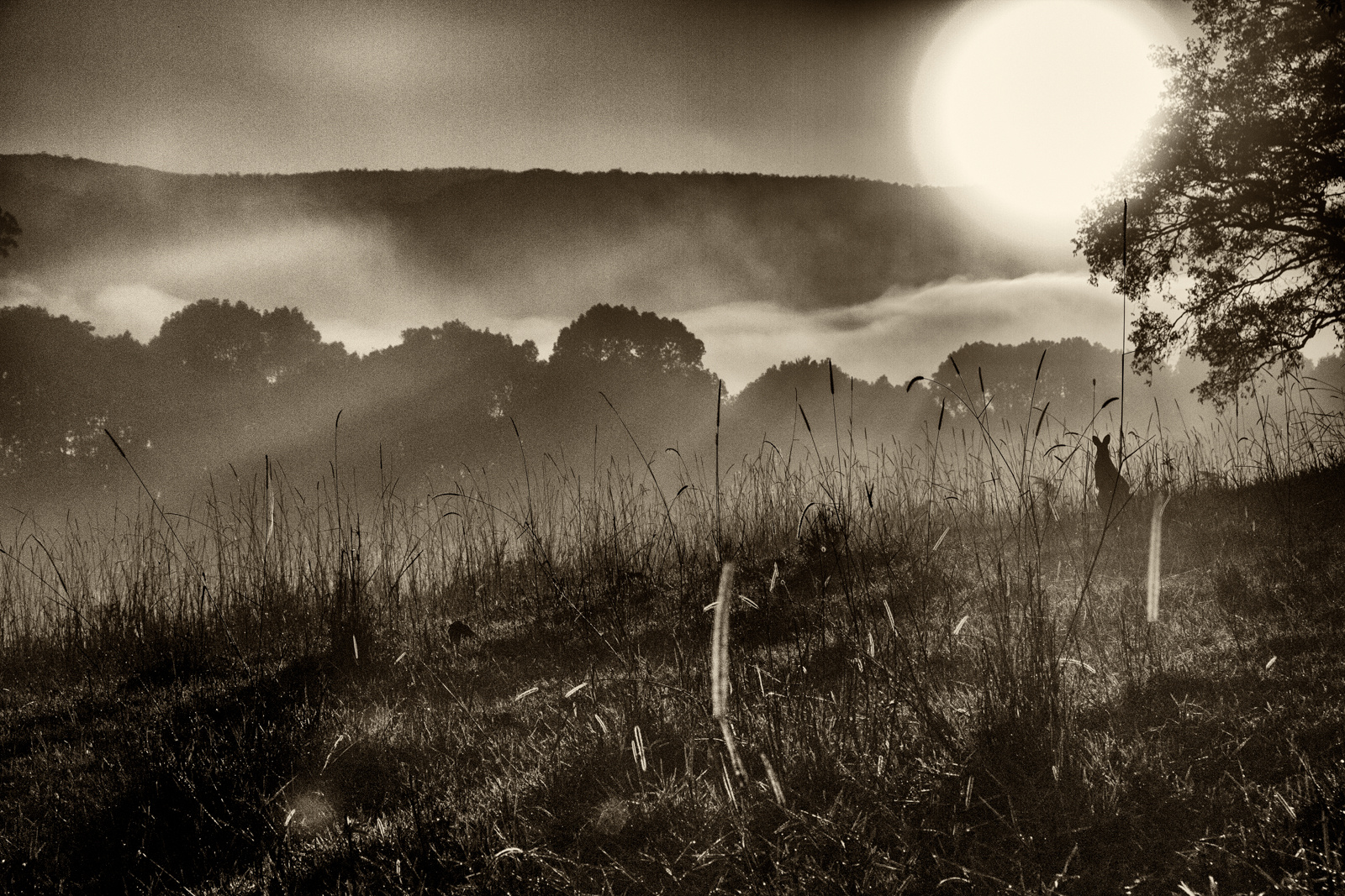 Sonnenaufgang bei Nimbin