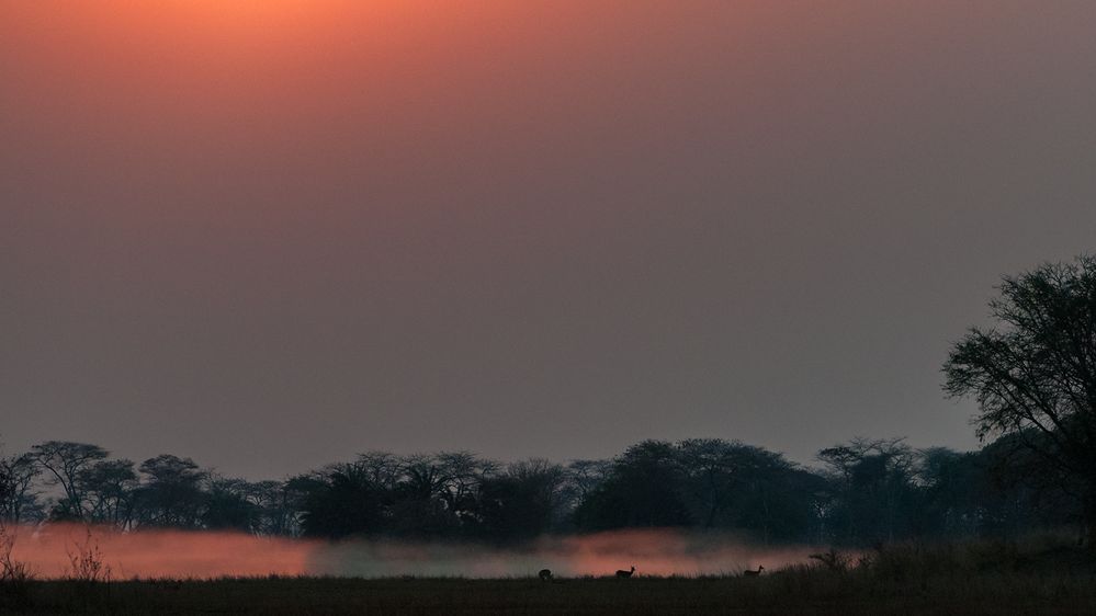 Sonnenaufgang Busanga Plains