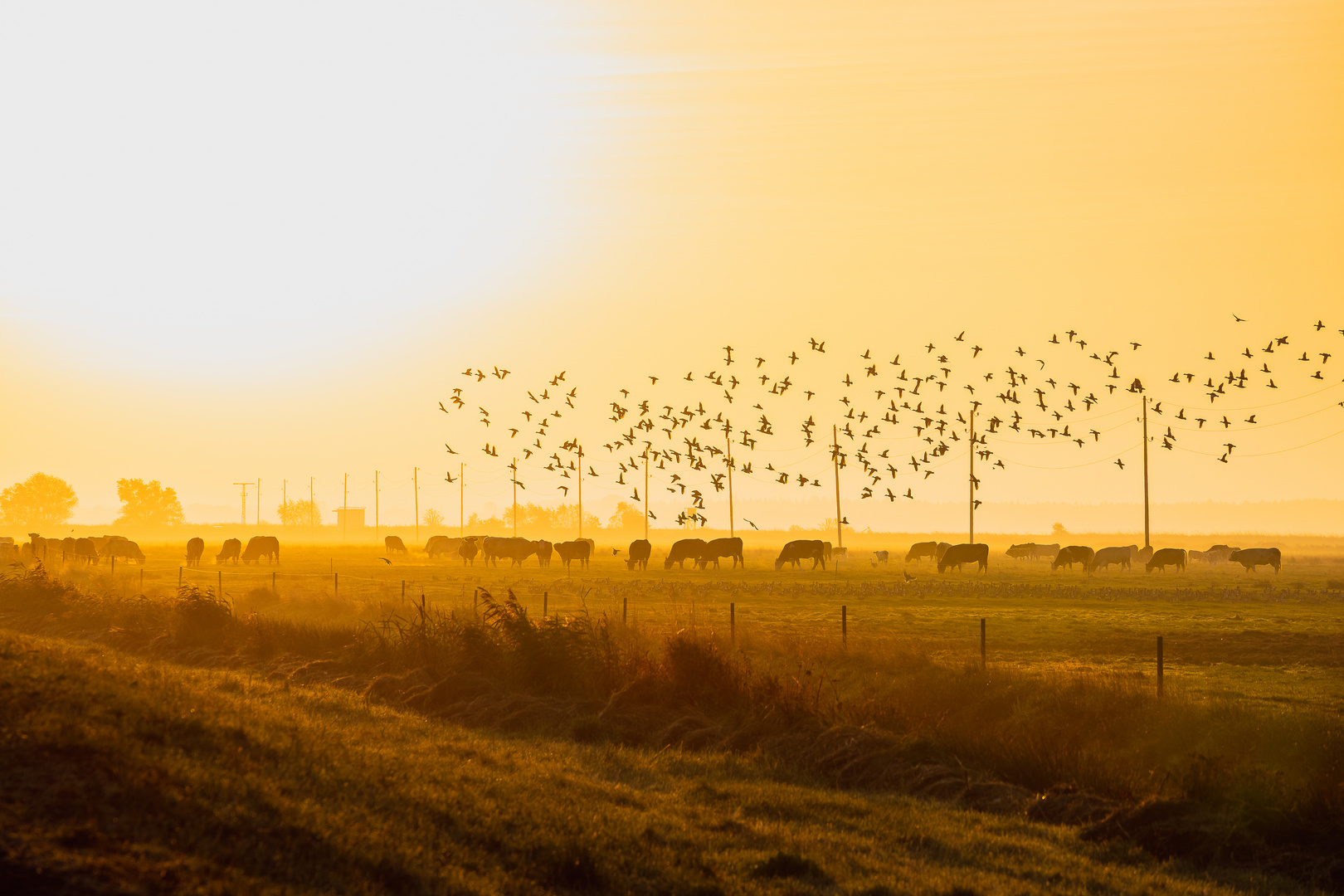 Sonnenaufgang Darß