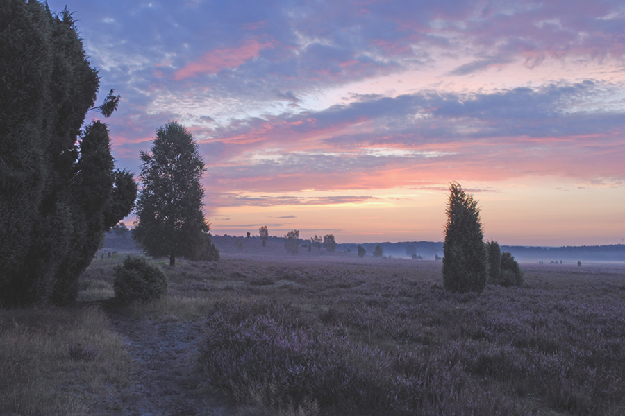 Sonnenaufgang Döhler Heide, Lüneburger Heide 2007, Landschaftsfoto-Workshop