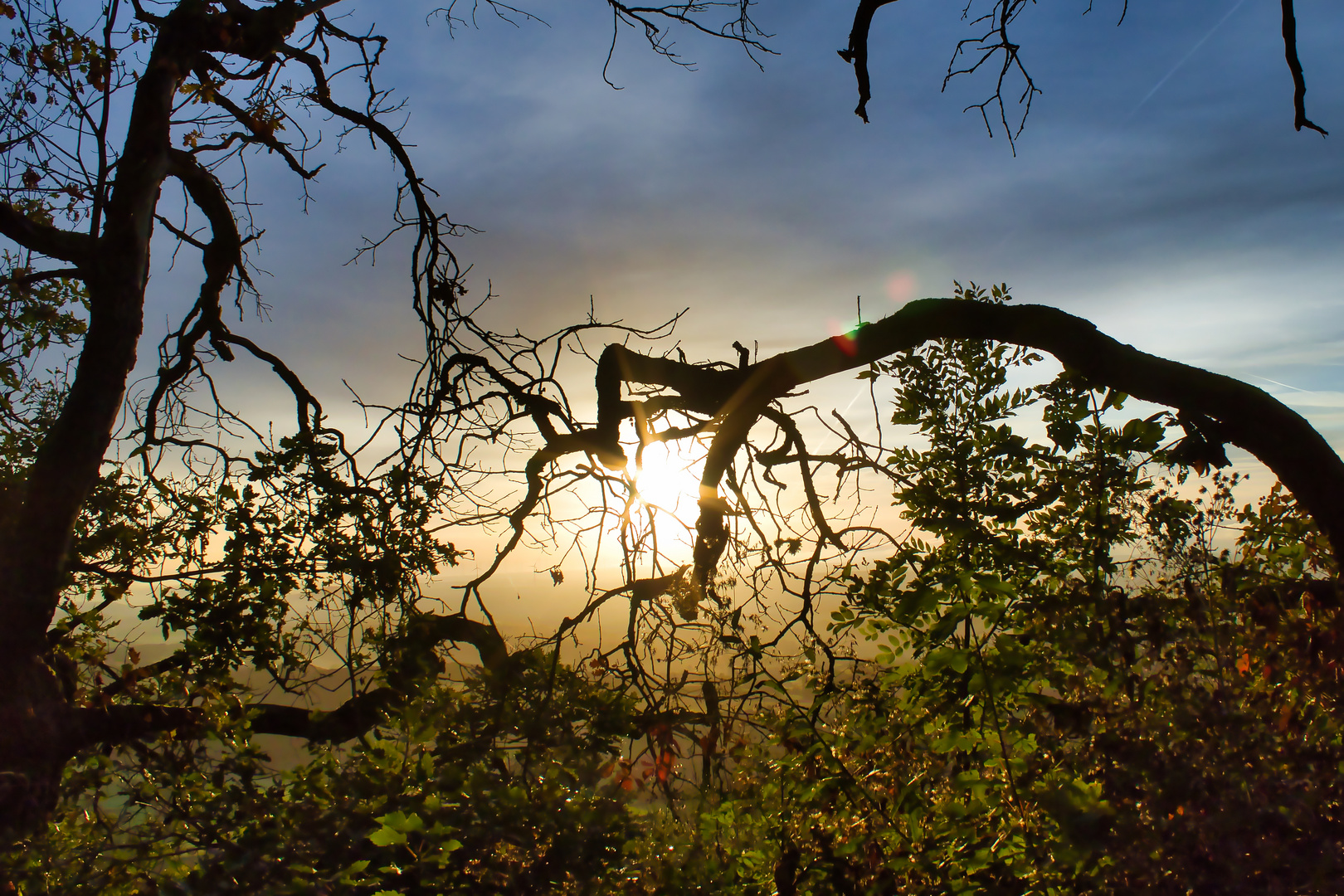 Sonnenaufgang durch Ast