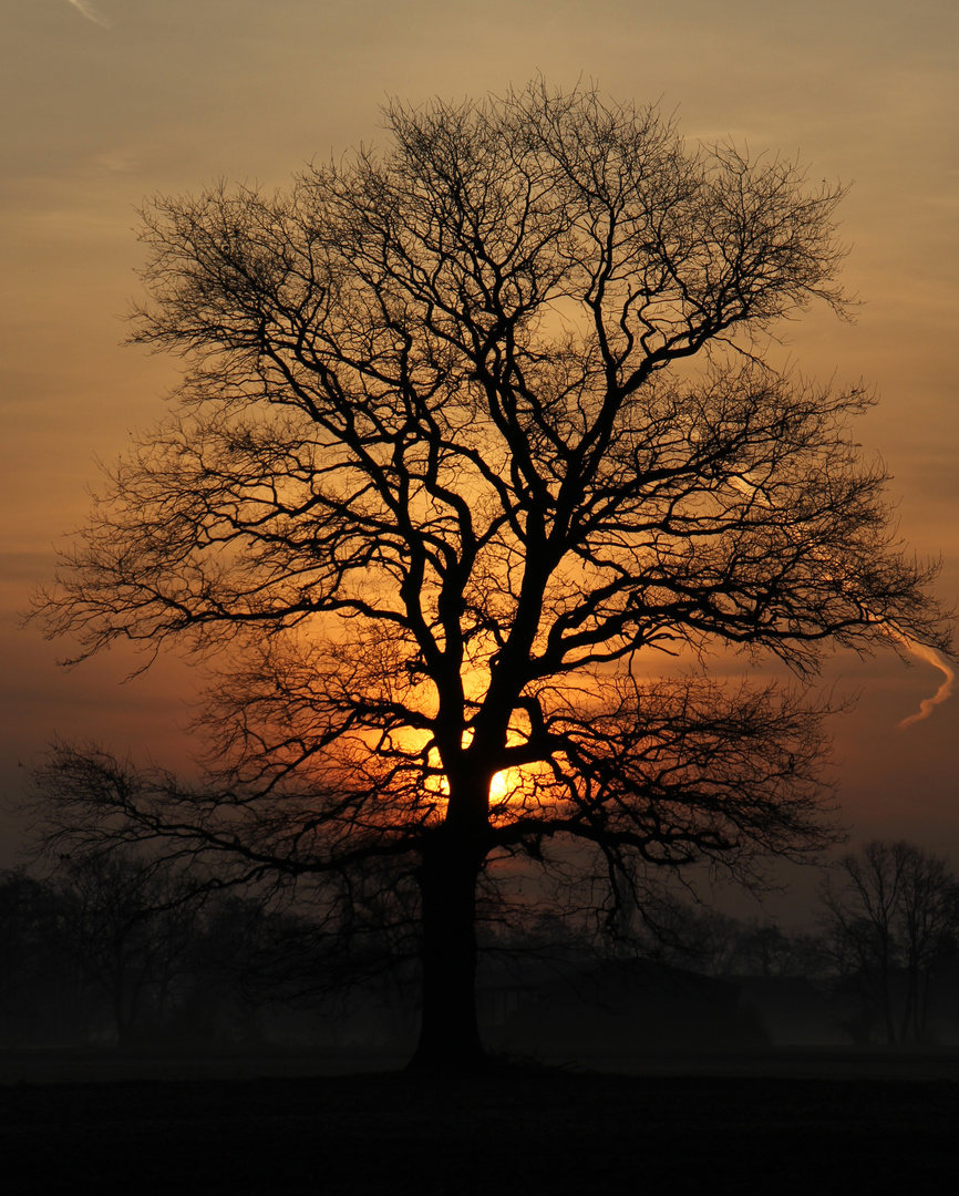 Sonnenaufgang durch Baum