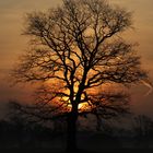 Sonnenaufgang durch Baum