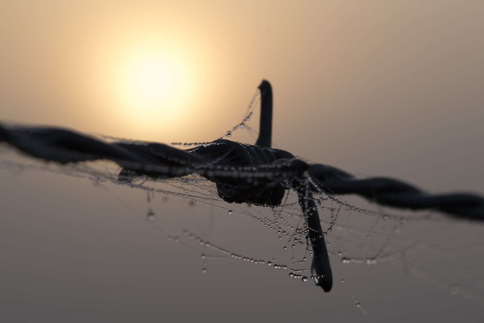 Sonnenaufgang durch das Makroobjektiv - Stacheldraht