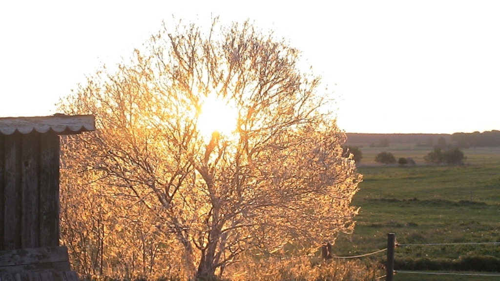 Sonnenaufgang durch den Baum