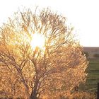 Sonnenaufgang durch den Baum