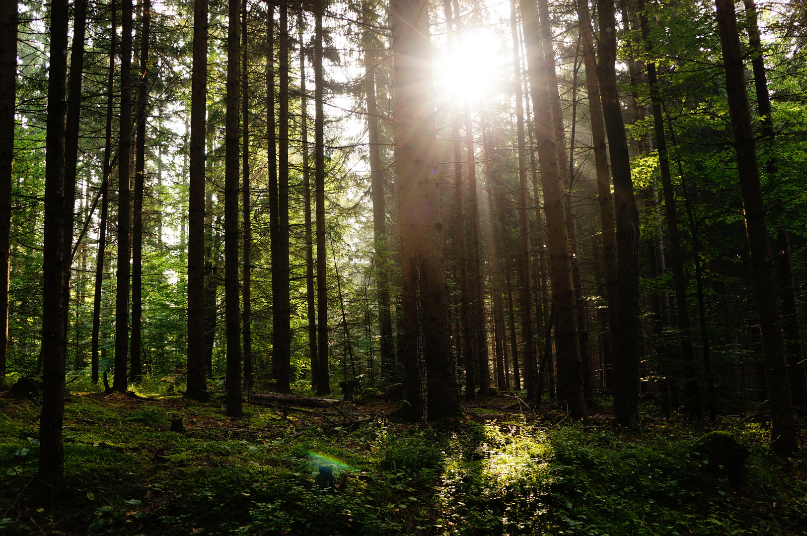 Sonnenaufgang durch den Wald