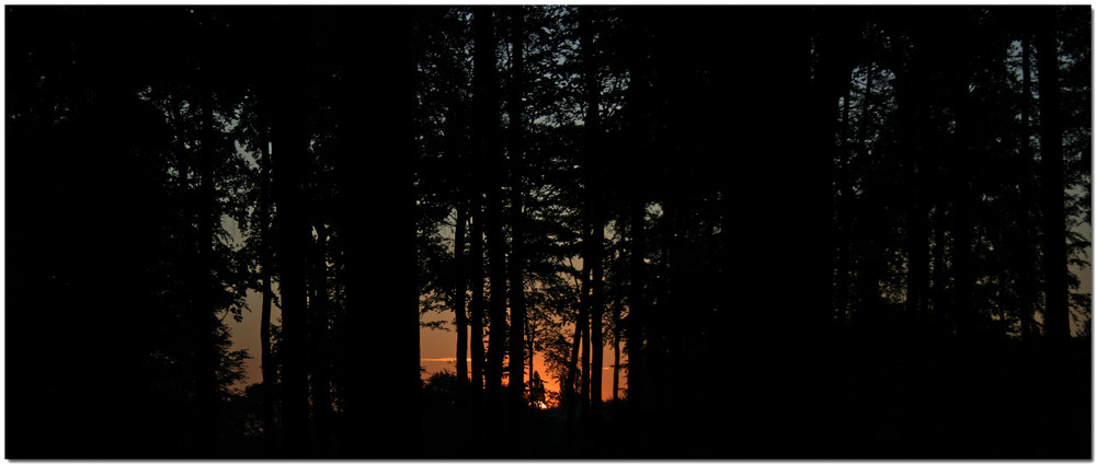 Sonnenaufgang durch den Wald gesehen