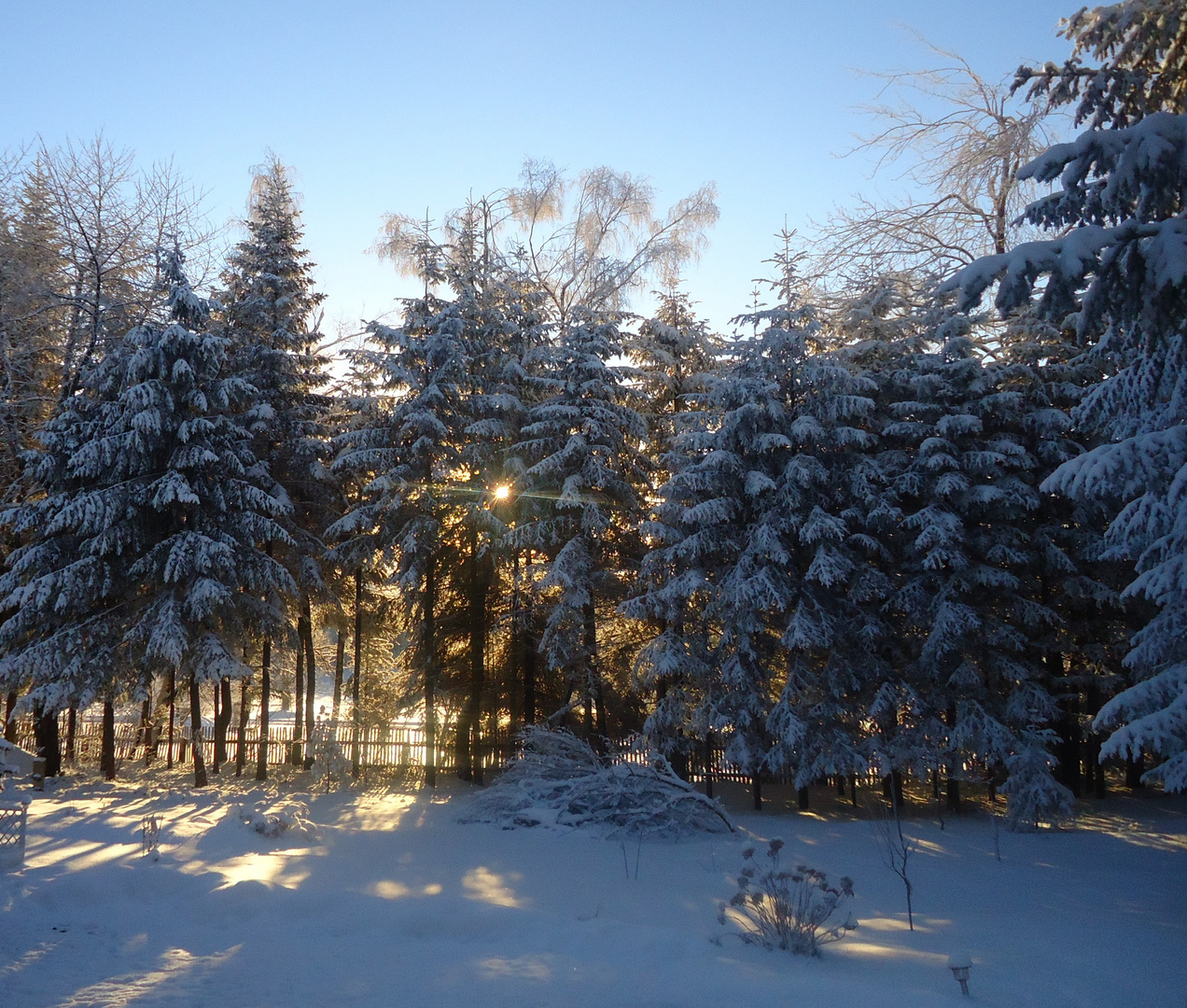 Sonnenaufgang durch die Bäume