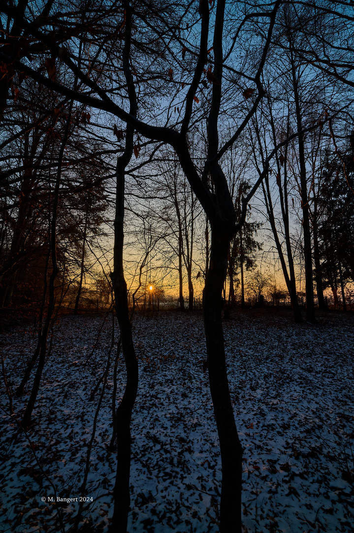 Sonnenaufgang durch die Bäume