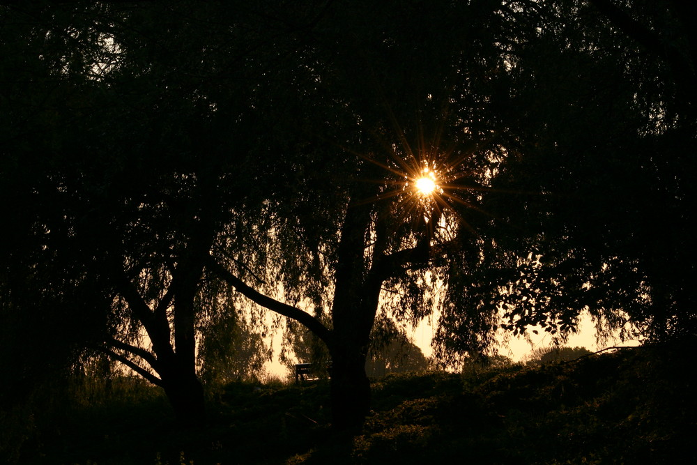 Sonnenaufgang durch eine Weide