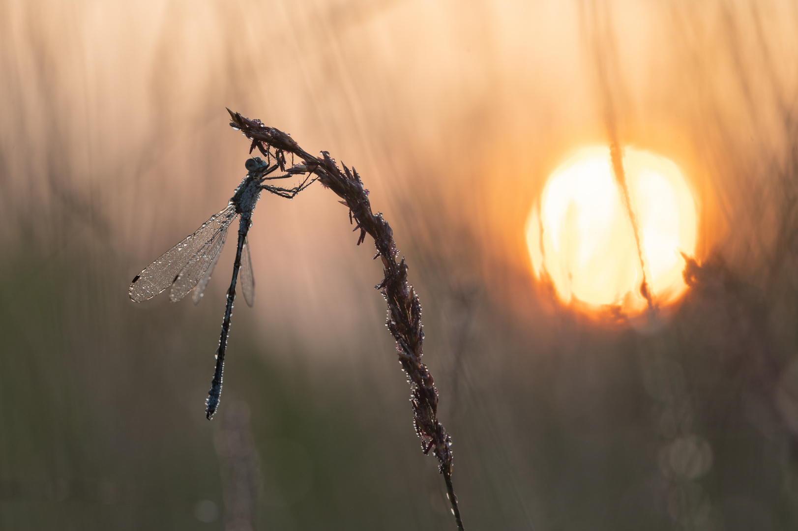 ____Sonnenaufgang_______