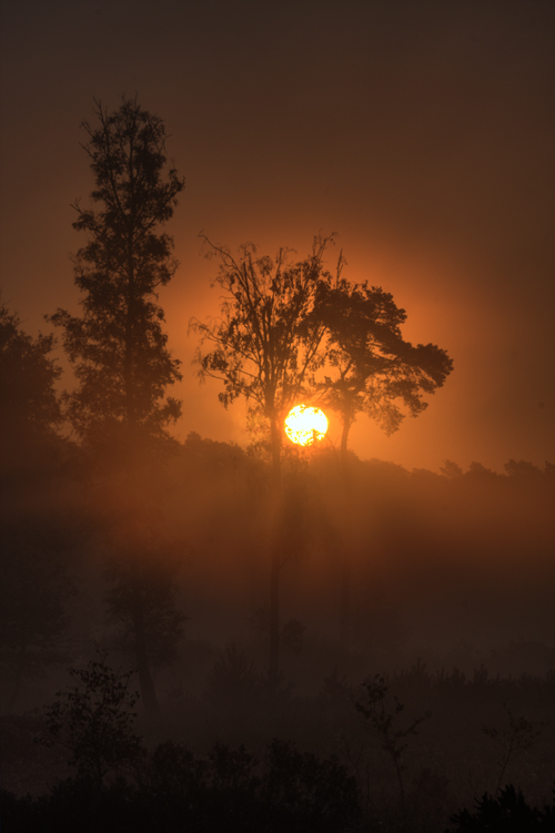 Sonnenaufgang Elmpter Bruch