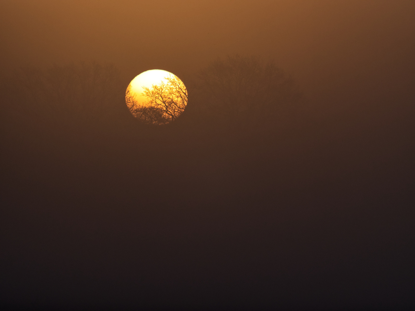 Sonnenaufgang filigran im Morgennebel