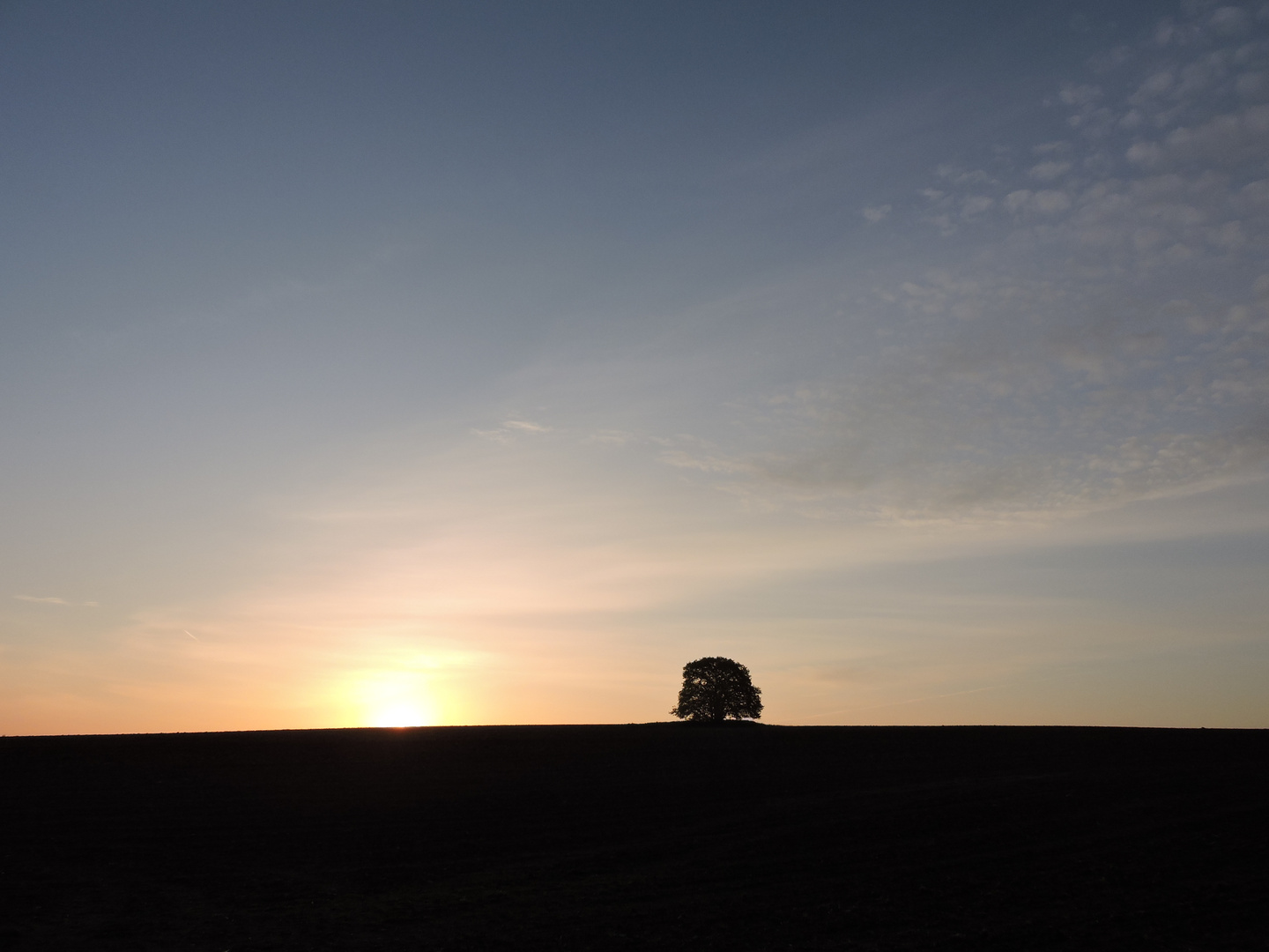 Sonnenaufgang für den einsamen Baum