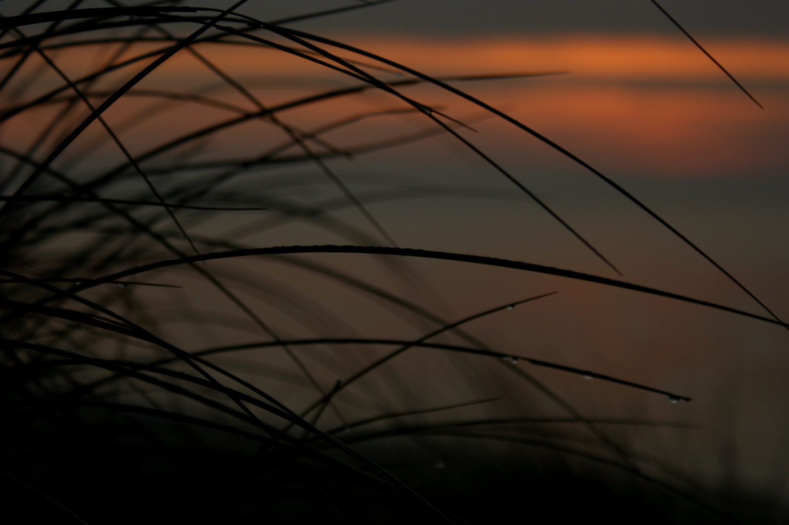 Sonnenaufgang gefangen im Dünengras