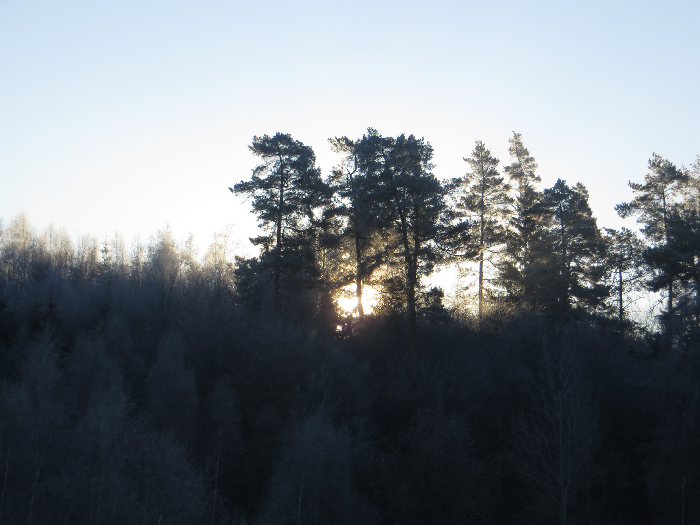 Sonnenaufgang hinter Bäumen