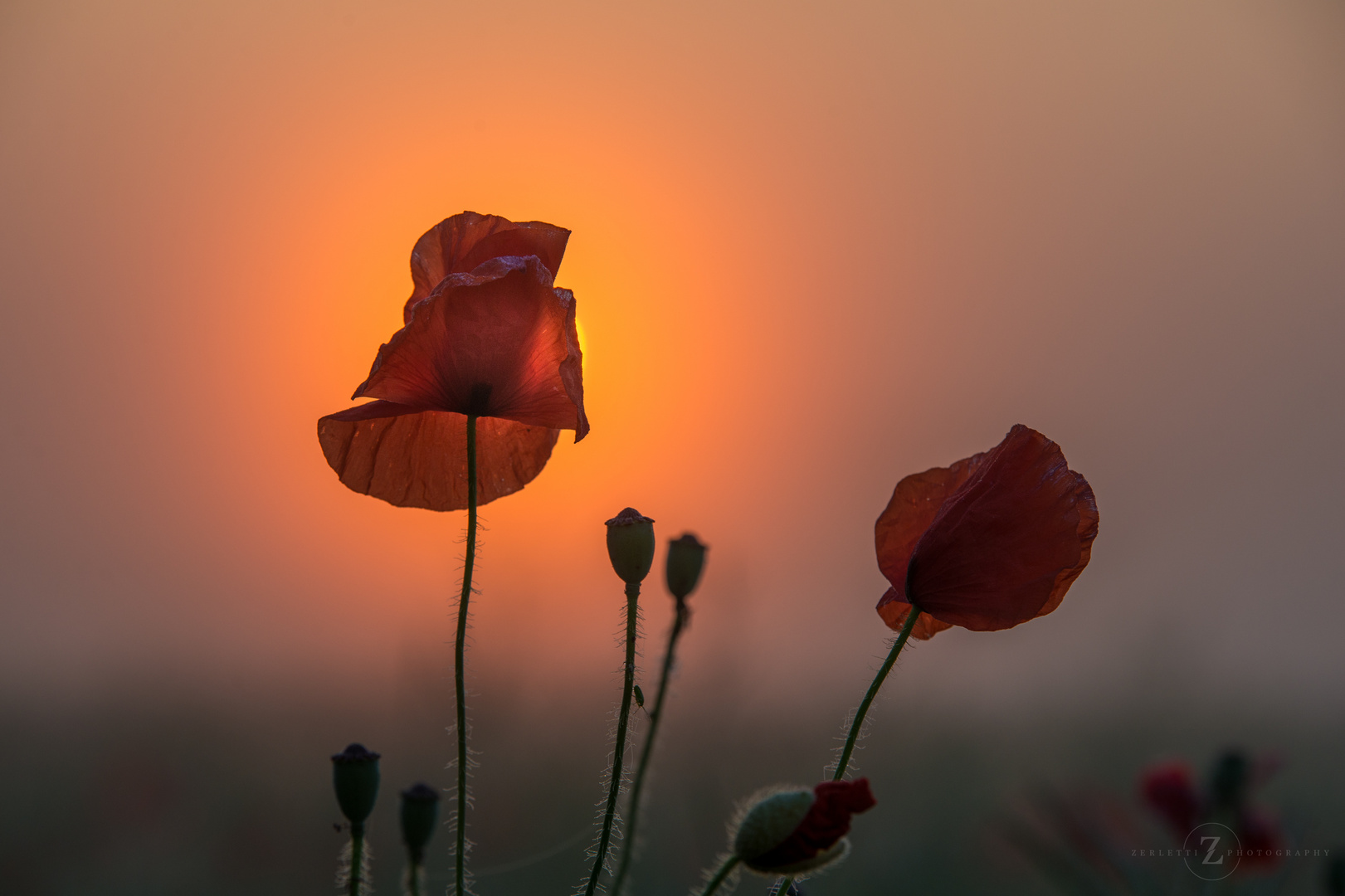 Sonnenaufgang hinter dem Mohn