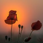 Sonnenaufgang hinter dem Mohn