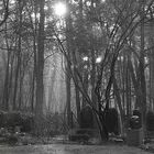 Sonnenaufgang hinter den Bäumen des Tegeler Forstes in Berlin: 1. Januar 2016
