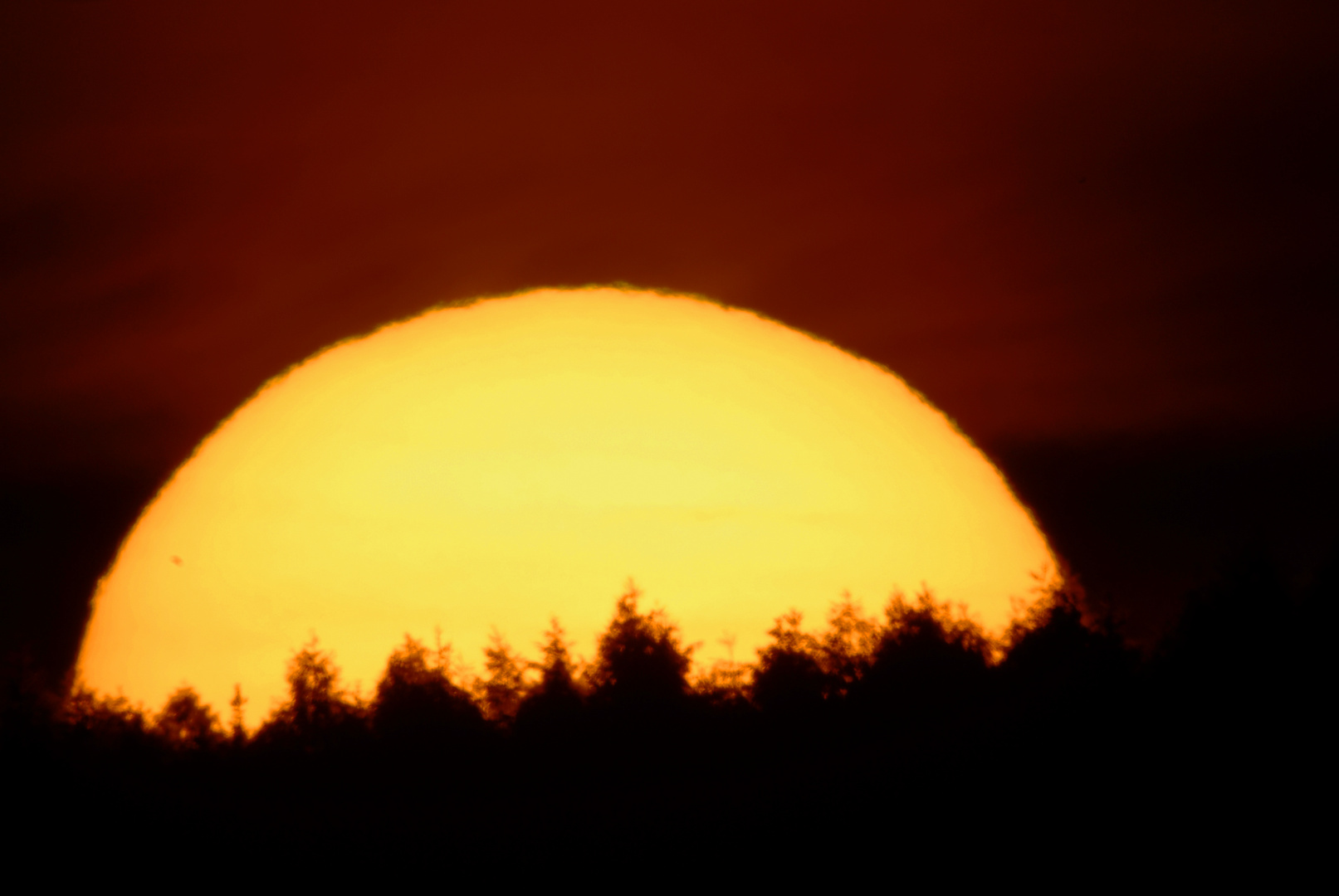 Sonnenaufgang hinter den Fichtenmonokulturen der sauerländischen Mittelgebirge