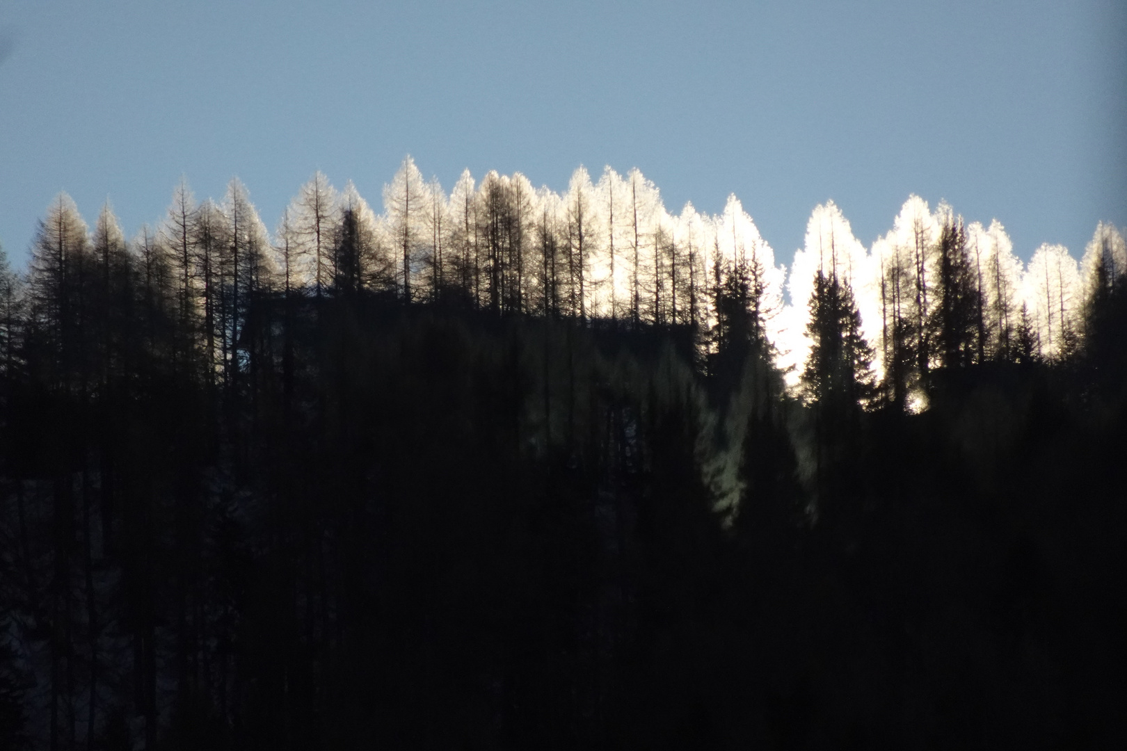 Sonnenaufgang hinter den Lärchen