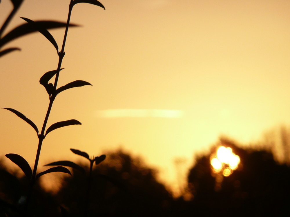 Sonnenaufgang hinter den Pflanzen