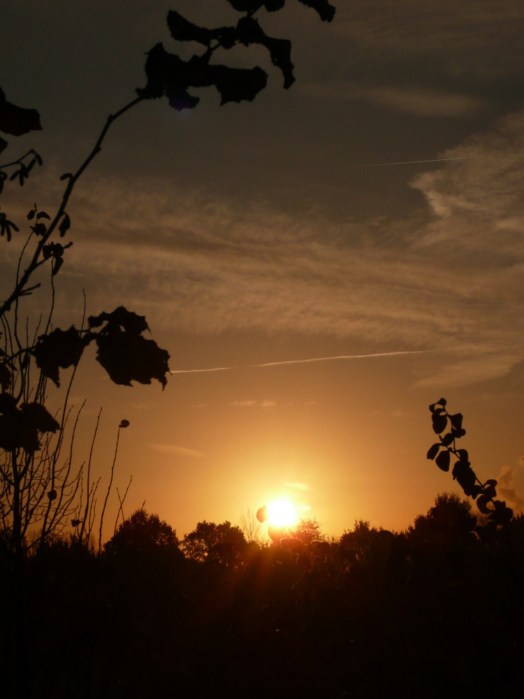 Sonnenaufgang hinter den Pflanzen 3