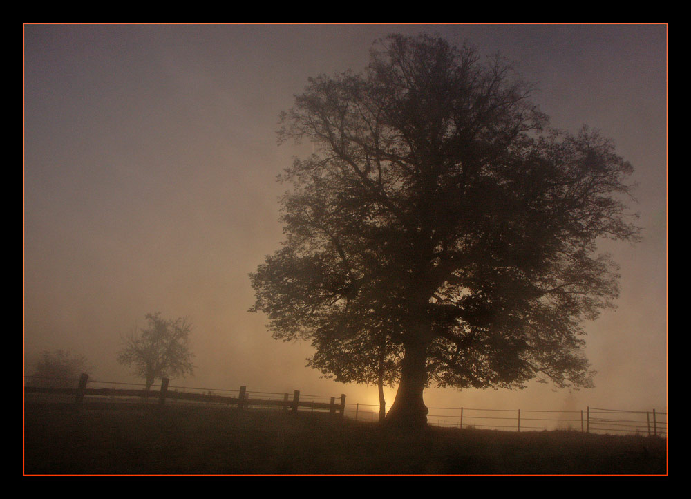 Sonnenaufgang hinter der alten Linde