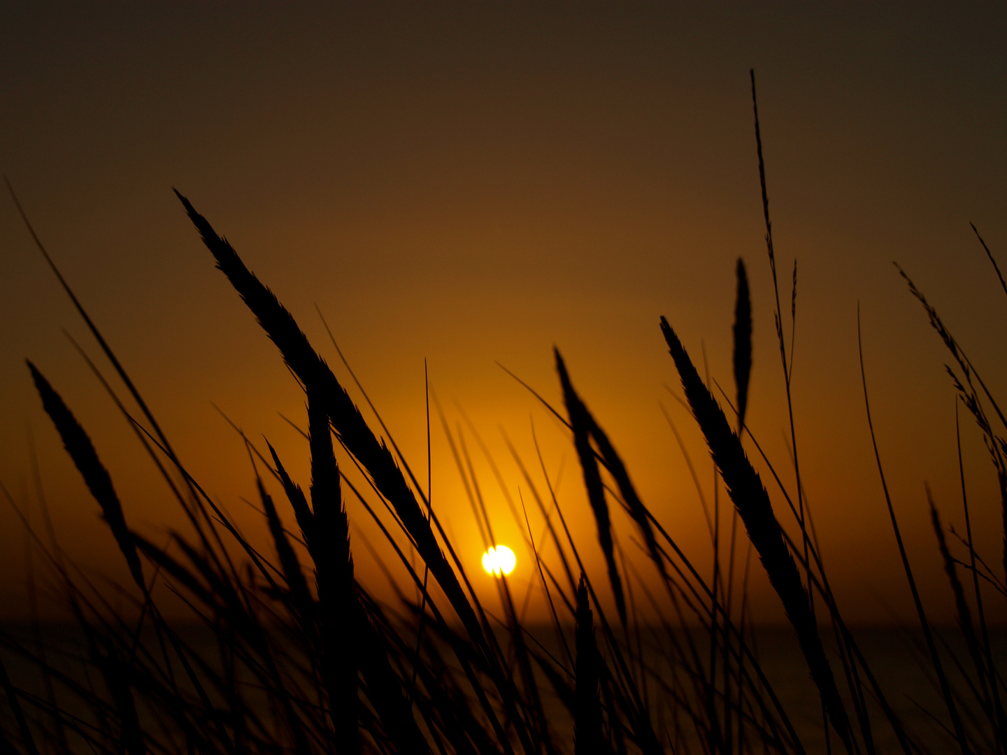 Sonnenaufgang hinter Dünengras