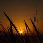 Sonnenaufgang hinter Dünengras