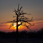 Sonnenaufgang hinter einem toten Baum