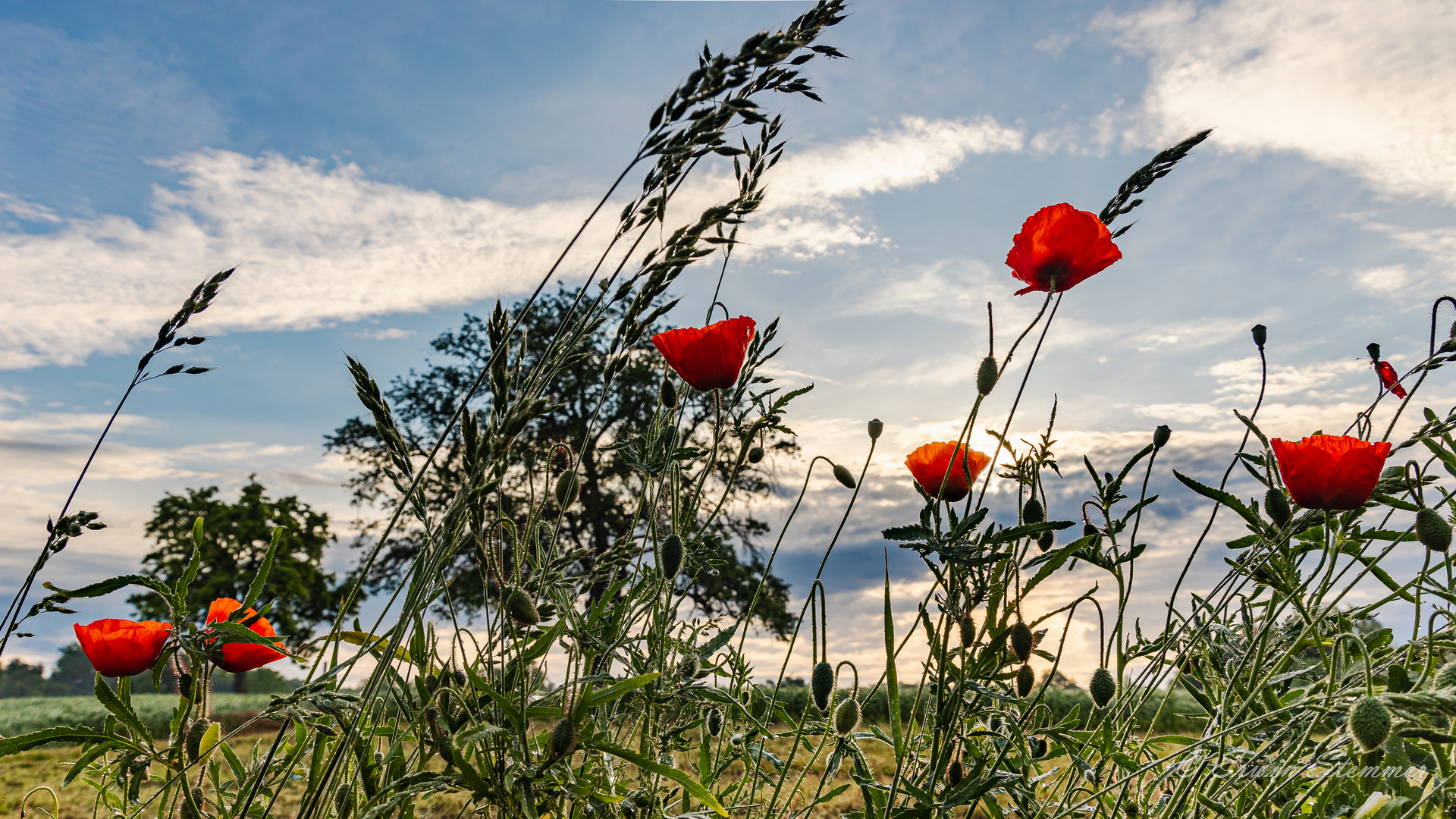 Sonnenaufgang hinter Klatschmohn