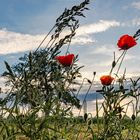 Sonnenaufgang hinter Klatschmohn