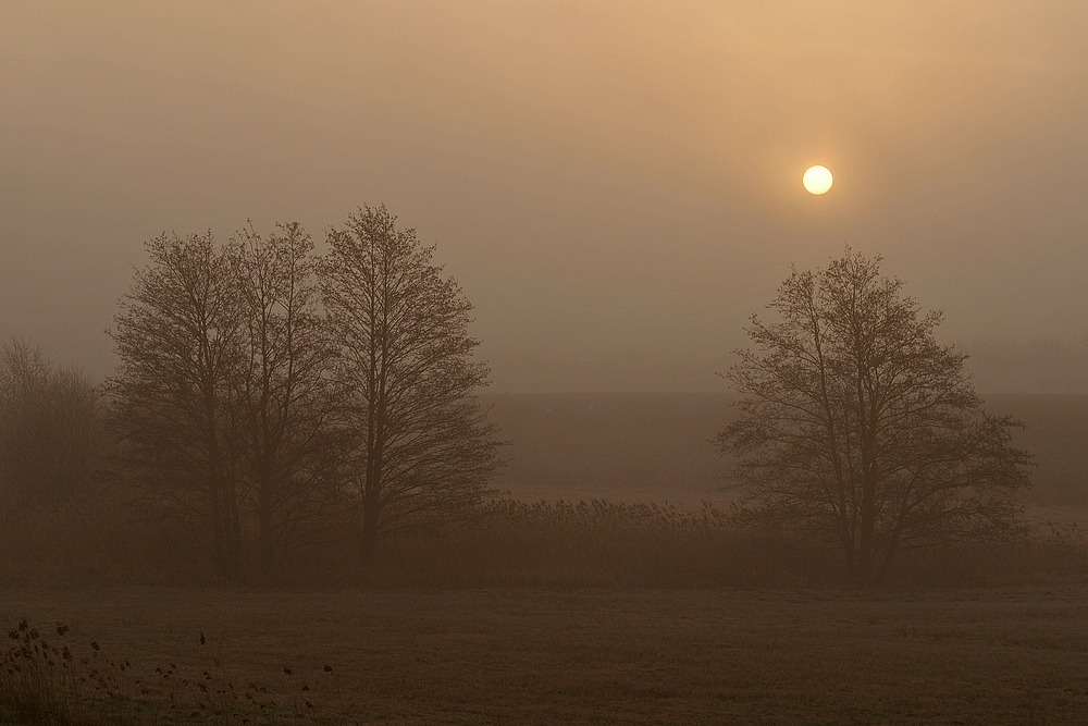 Sonnenaufgang hinter Nebel – Erlen