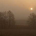 Sonnenaufgang hinter Nebel – Erlen