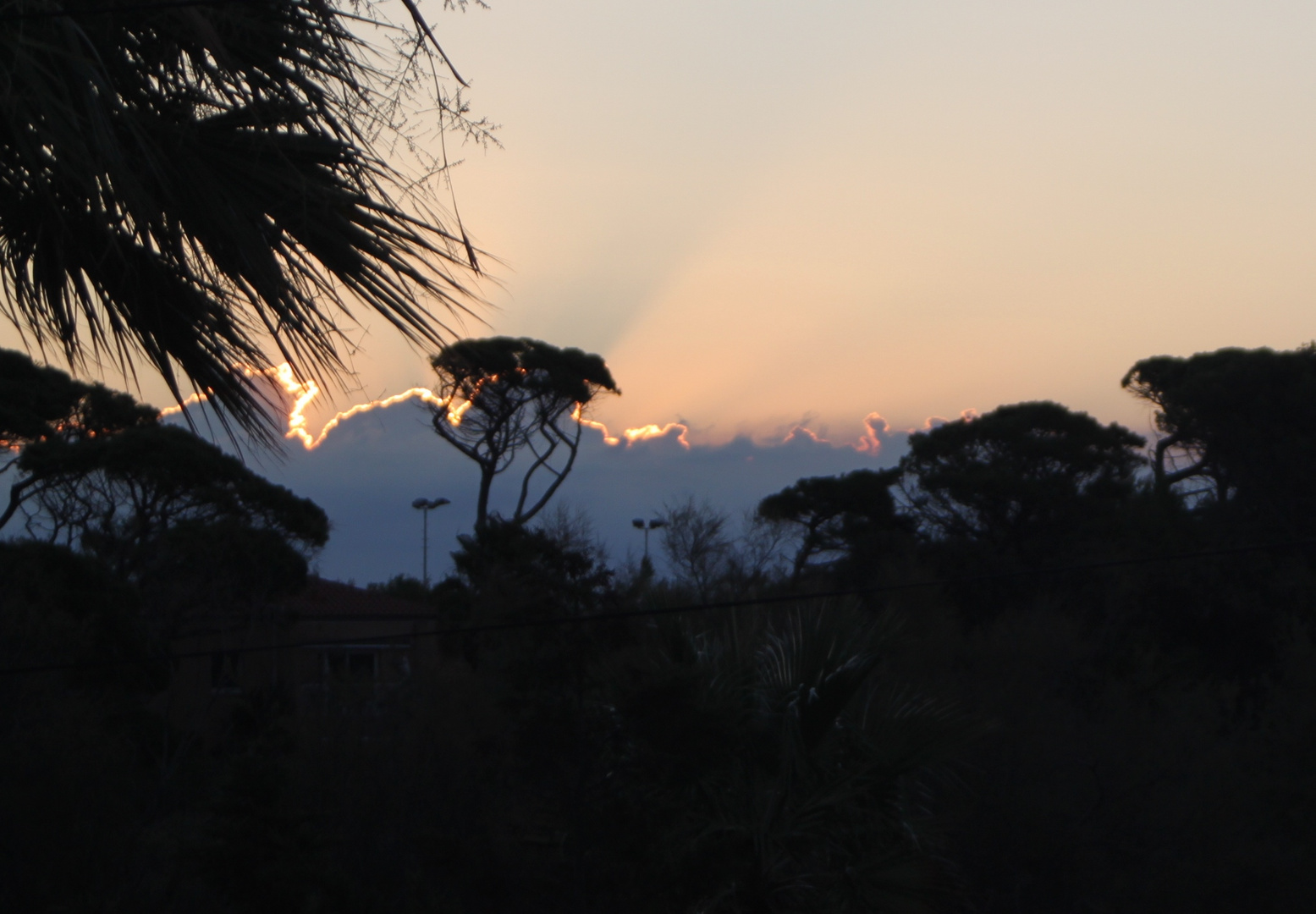 Sonnenaufgang hinter Palmen