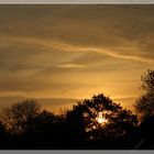 Sonnenaufgang hinterm Baum