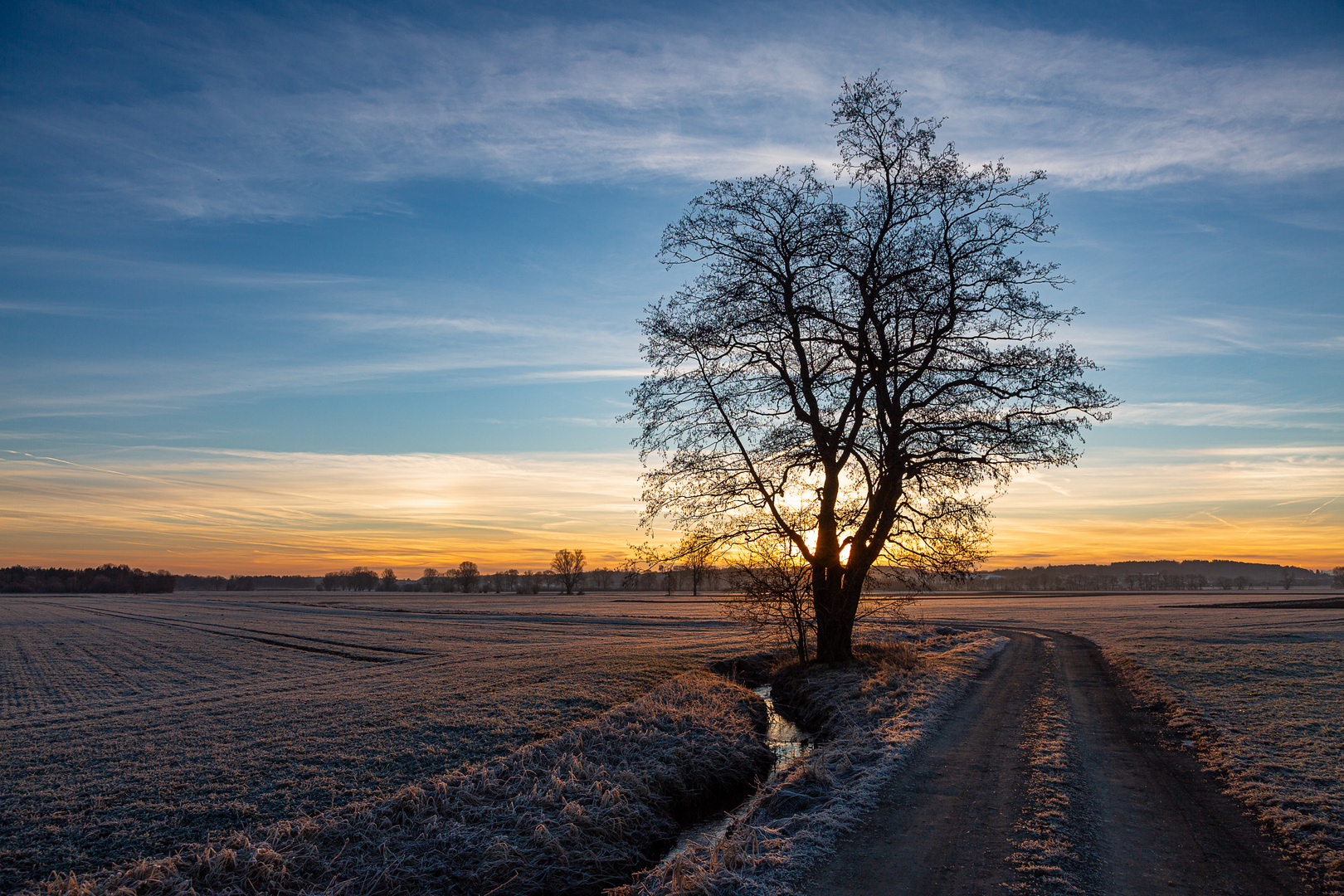 Sonnenaufgang hinter'm Baum