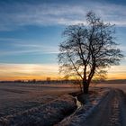 Sonnenaufgang hinter'm Baum