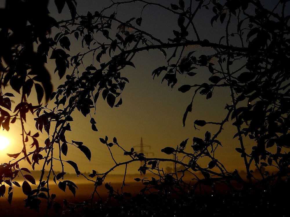 Sonnenaufgang im Aller-Leine-Tal