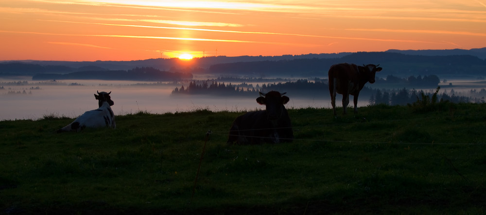 Sonnenaufgang im Allgäu