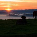 Sonnenaufgang im Allgäu