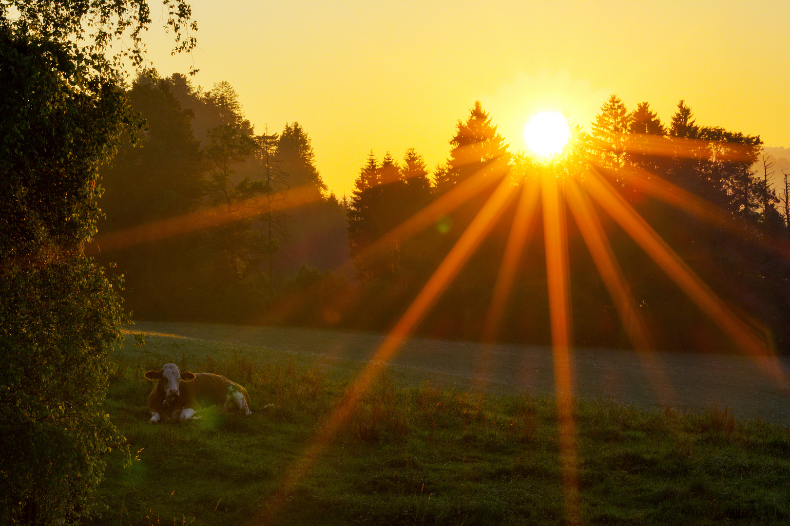 || Sonnenaufgang - Im Allgäu ||